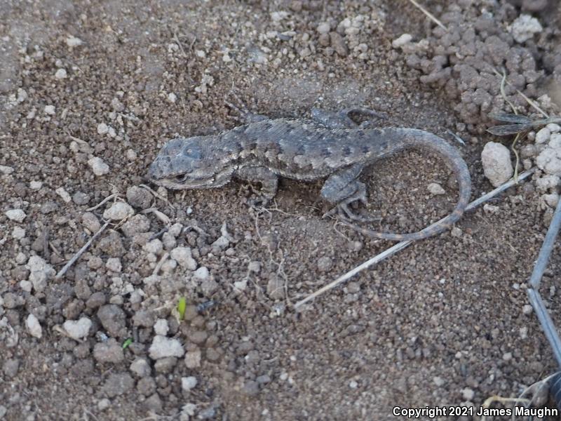 Coast Range Fence Lizard (Sceloporus occidentalis bocourtii)