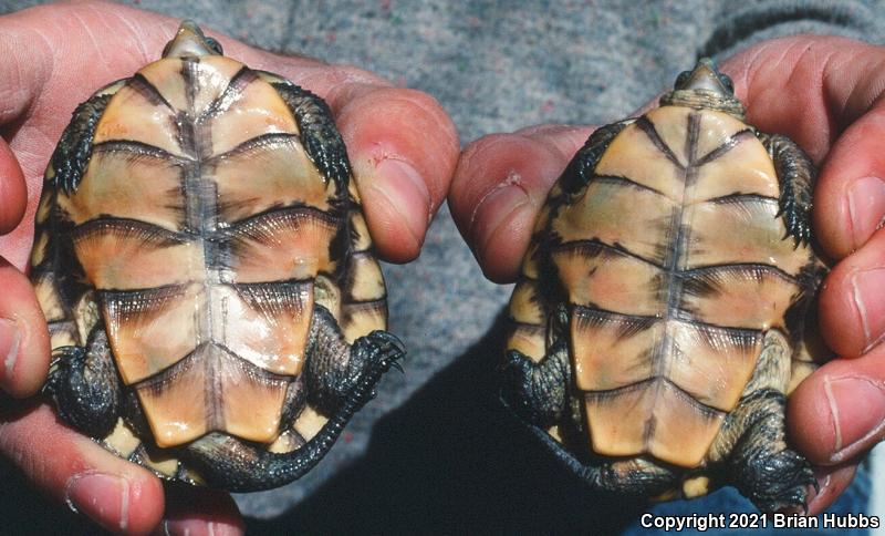 Western Pond Turtle (Actinemys marmorata)