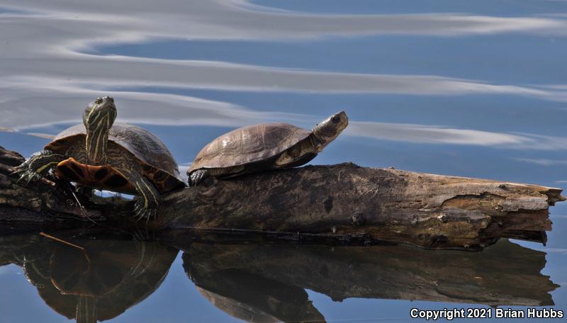 Western Pond Turtle (Actinemys marmorata)