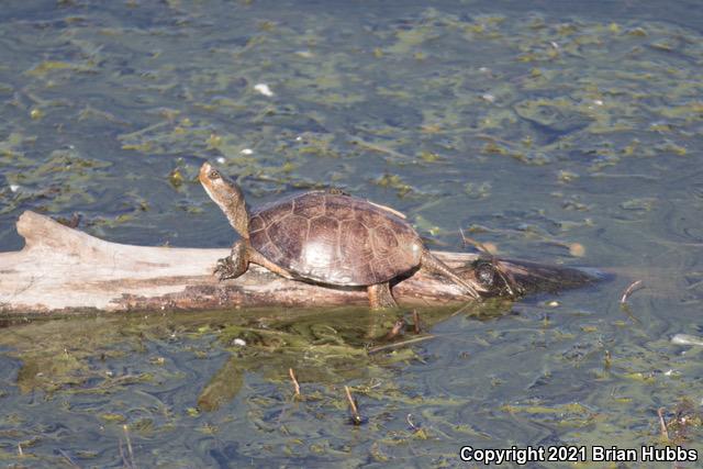 Western Pond Turtle (Actinemys marmorata)