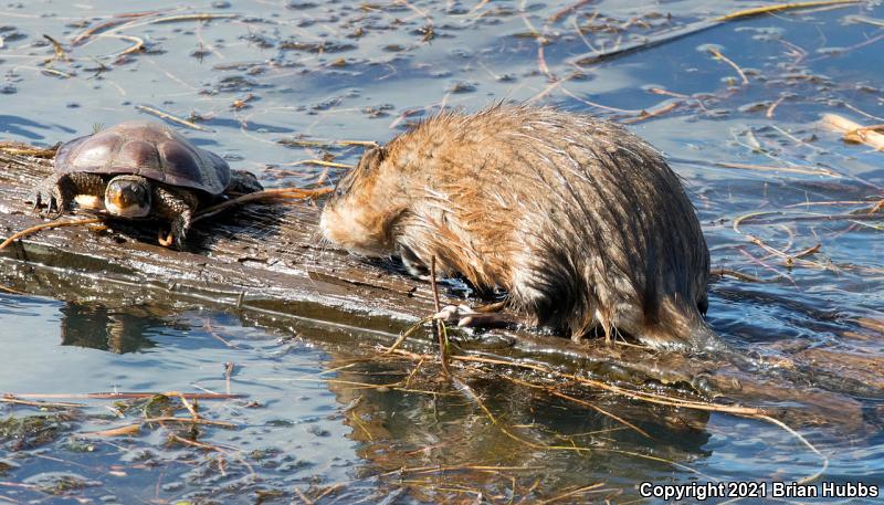 Western Pond Turtle (Actinemys marmorata)