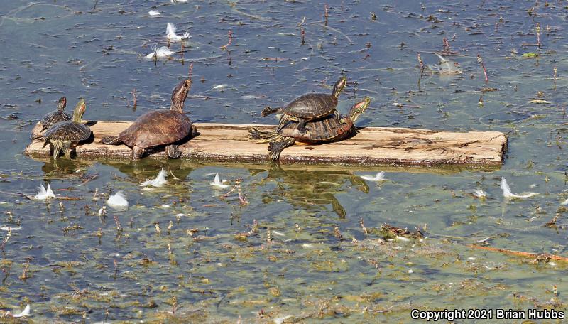 Western Pond Turtle (Actinemys marmorata)