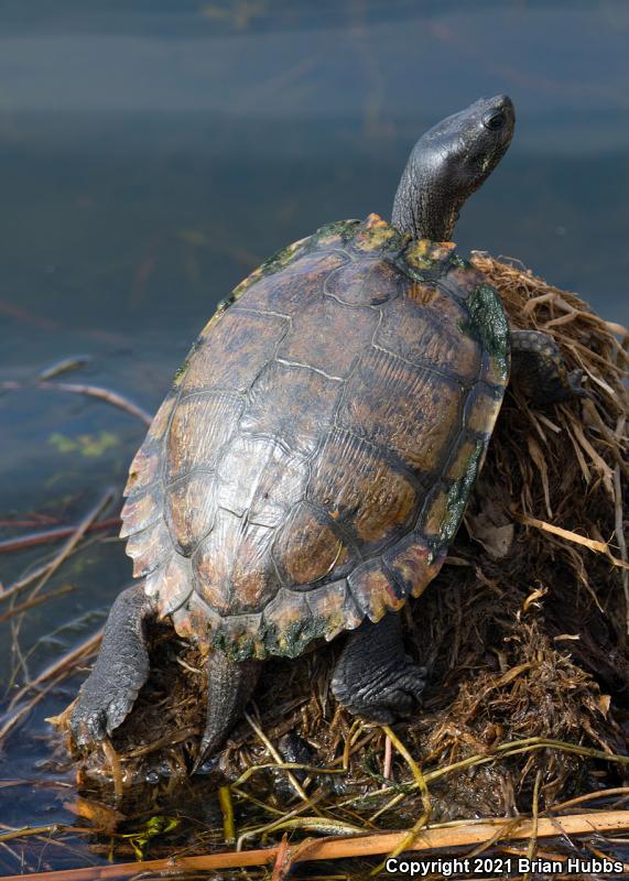 Red-eared Slider (Trachemys scripta elegans)