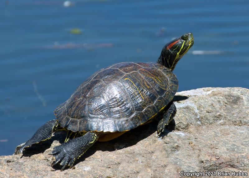 Red-eared Slider (Trachemys scripta elegans)