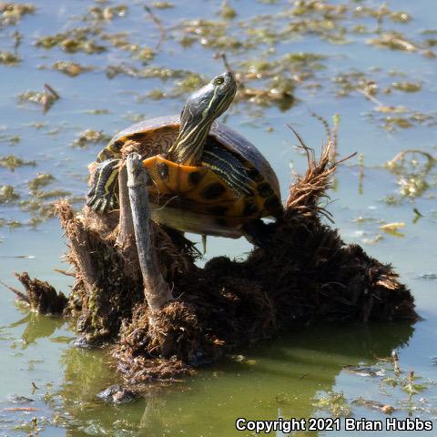 Red-eared Slider (Trachemys scripta elegans)