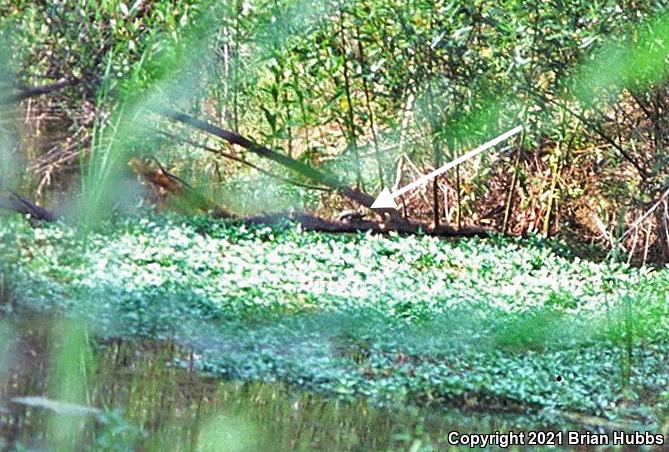 Western Pond Turtle (Actinemys marmorata)