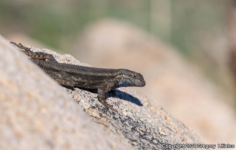 Great Basin Fence Lizard (Sceloporus occidentalis longipes)