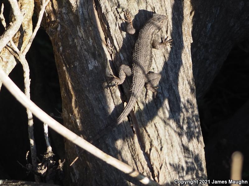 Coast Range Fence Lizard (Sceloporus occidentalis bocourtii)