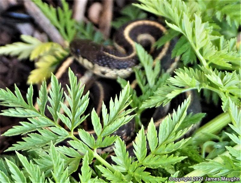 Coast Gartersnake (Thamnophis elegans terrestris)