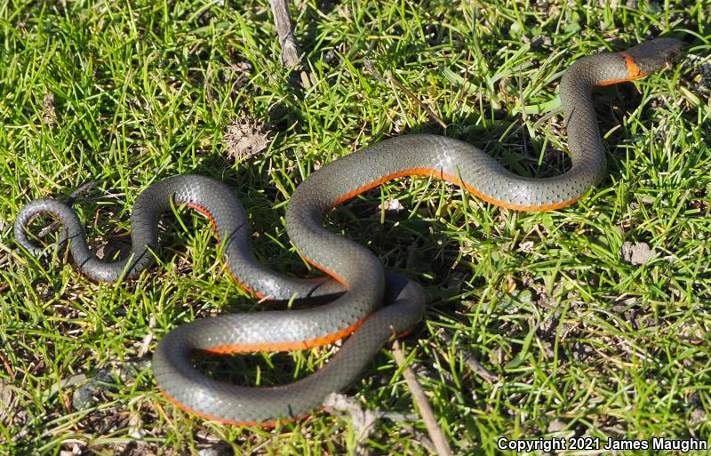 Pacific Ring-necked Snake (Diadophis punctatus amabilis)