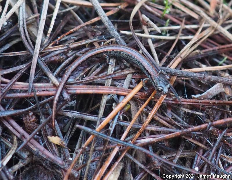 Santa Lucia Mountains Slender Salamander (Batrachoseps luciae)