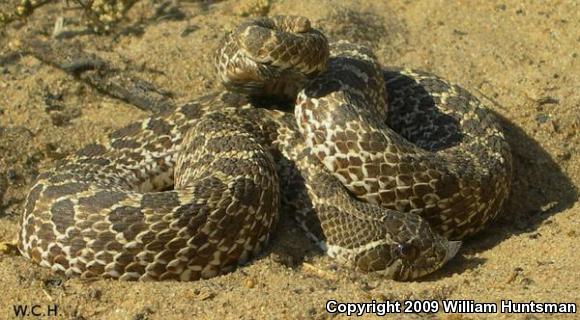 Plains Hog-nosed Snake (Heterodon nasicus)