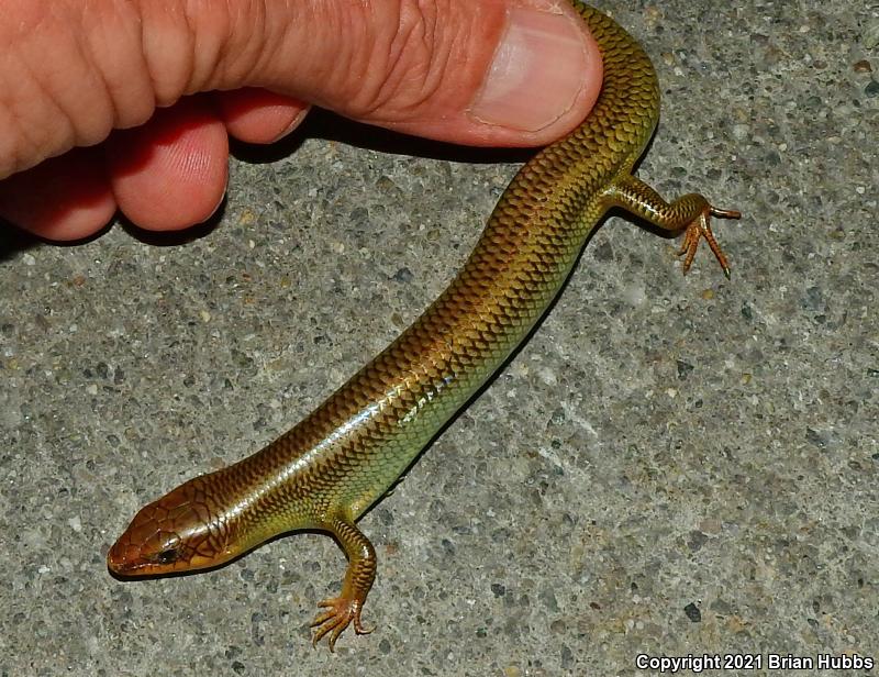 Greater Brown Skink (Plestiodon gilberti gilberti)