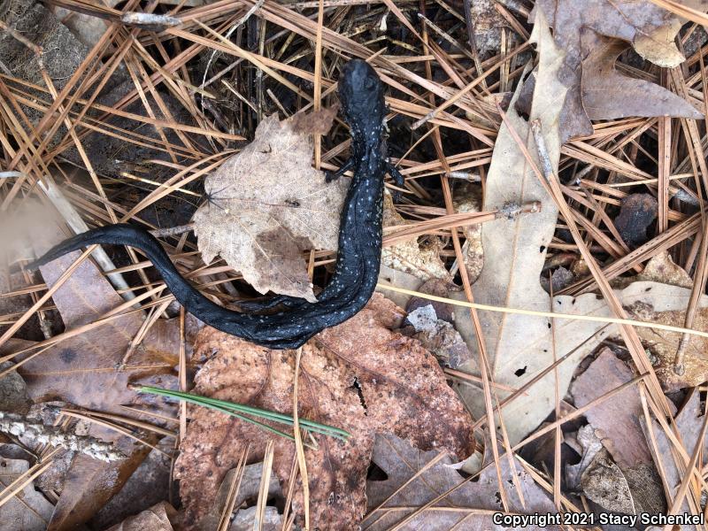 White-Spotted Slimy Salamander (Plethodon cylindraceus)