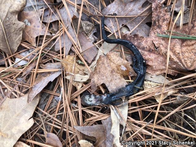 White-Spotted Slimy Salamander (Plethodon cylindraceus)