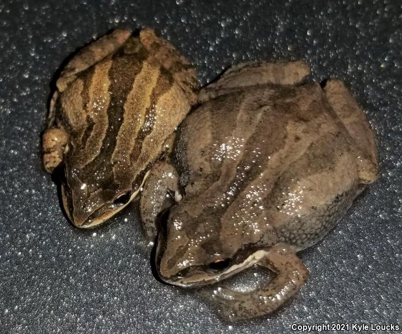 New Jersey Chorus Frog (Pseudacris kalmi)