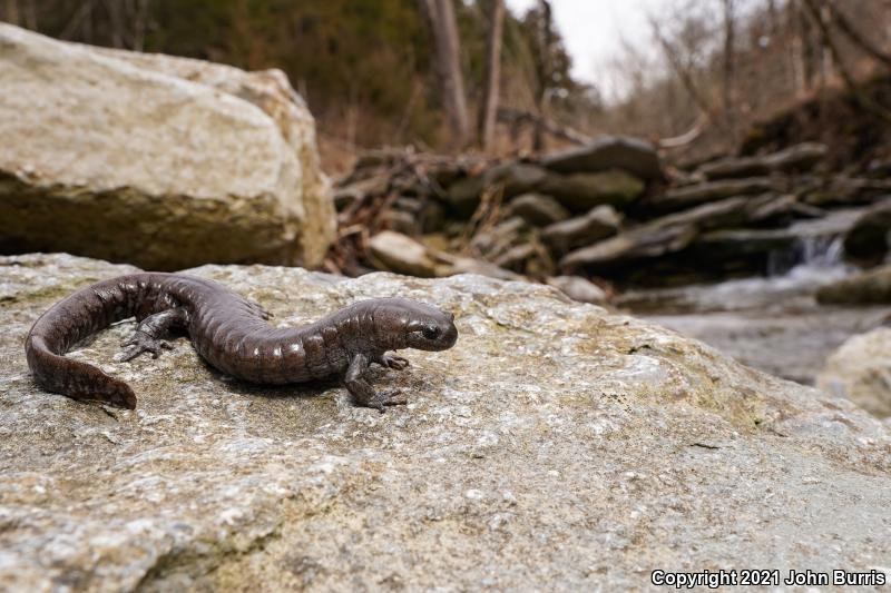 Streamside Salamander (Ambystoma barbouri)