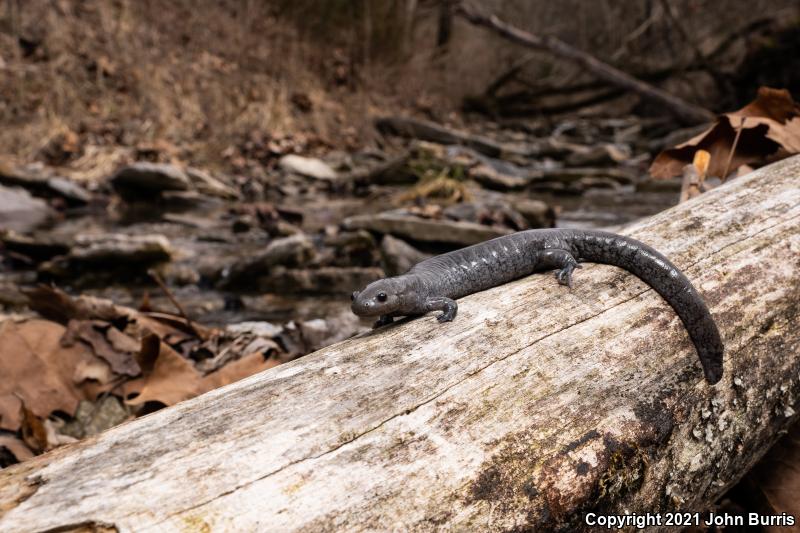 Streamside Salamander (Ambystoma barbouri)