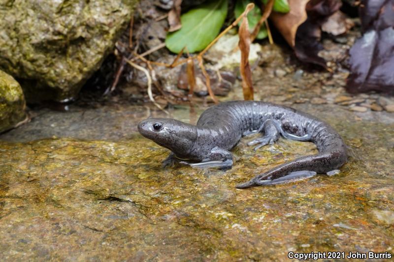 Streamside Salamander (Ambystoma barbouri)