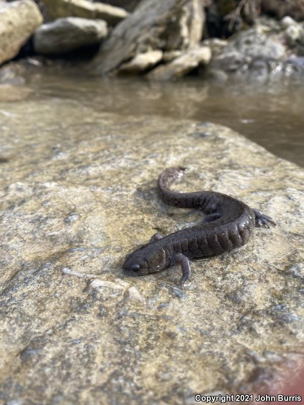 Streamside Salamander (Ambystoma barbouri)