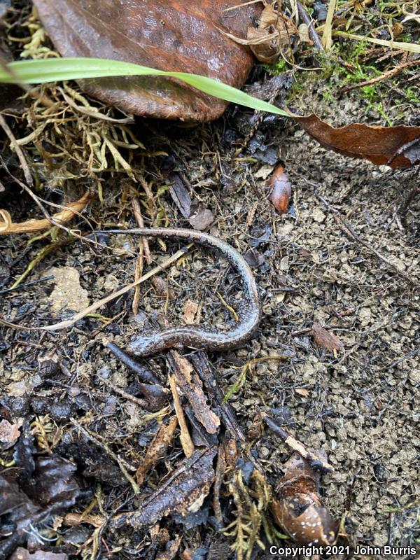 Northern Zigzag Salamander (Plethodon dorsalis)