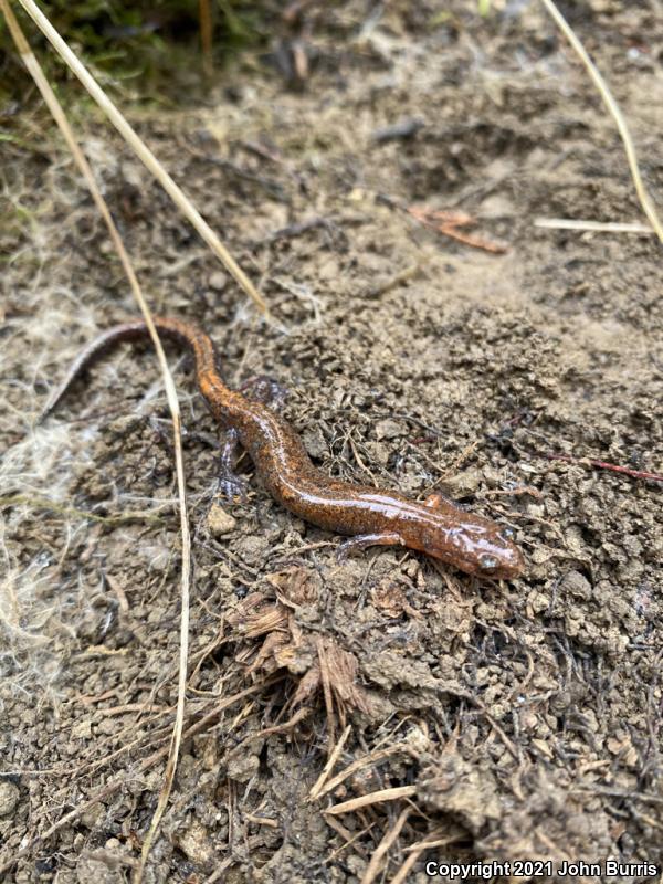 Northern Zigzag Salamander (Plethodon dorsalis)