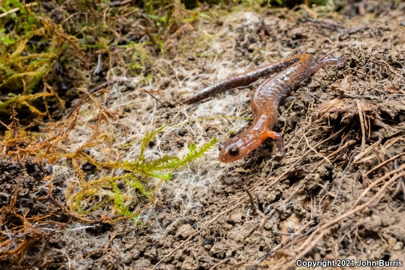 Northern Zigzag Salamander (Plethodon dorsalis)