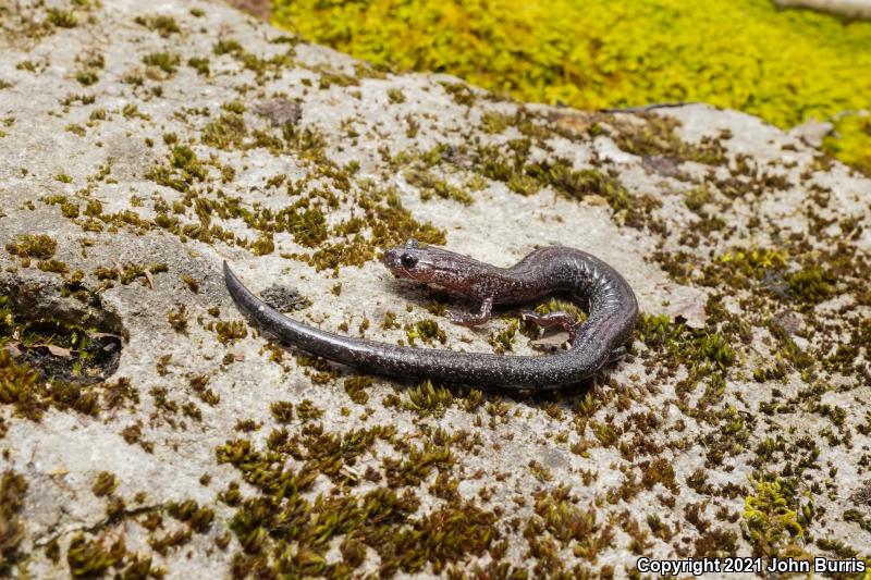 Northern Ravine Salamander (Plethodon electromorphus)