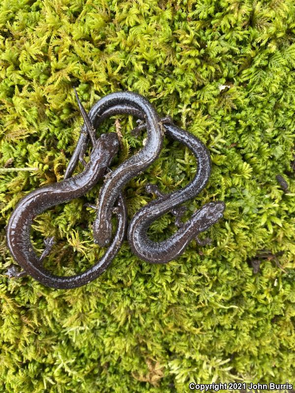 Northern Ravine Salamander (Plethodon electromorphus)