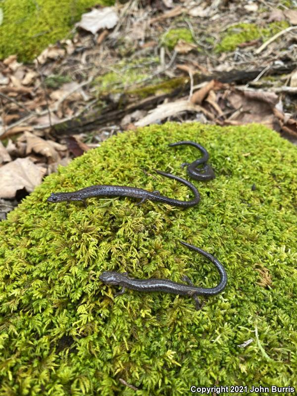 Northern Ravine Salamander (Plethodon electromorphus)