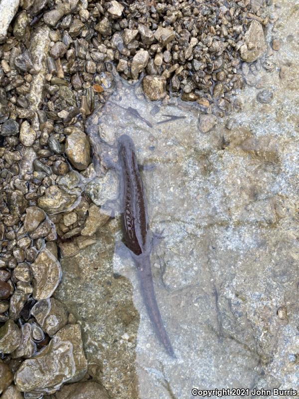 Streamside Salamander (Ambystoma barbouri)