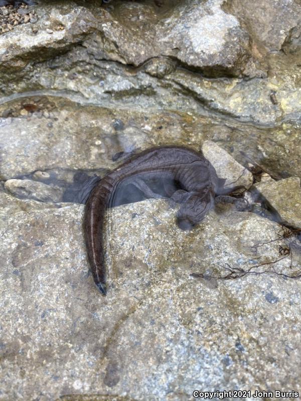 Streamside Salamander (Ambystoma barbouri)