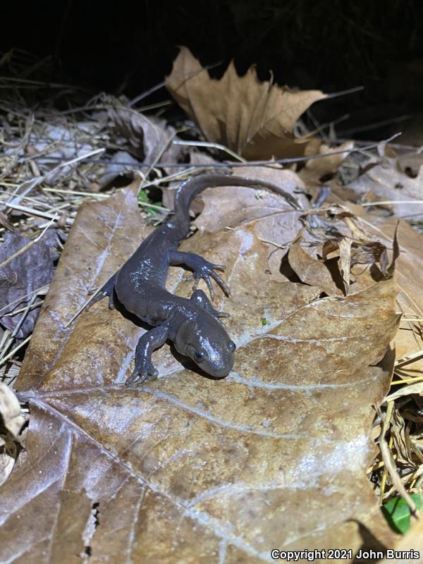 Jefferson Salamander (Ambystoma jeffersonianum)