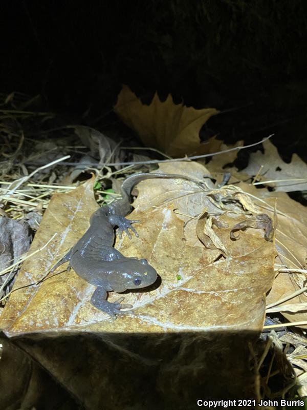 Jefferson Salamander (Ambystoma jeffersonianum)