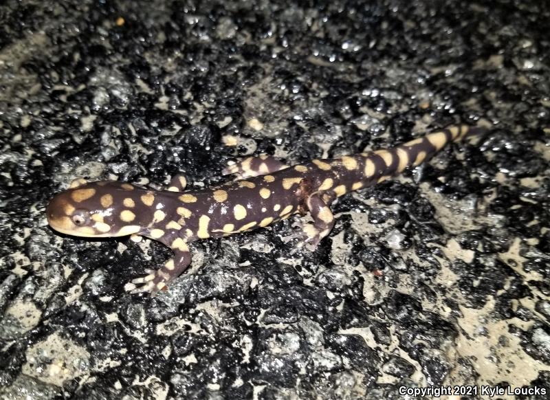 Eastern Tiger Salamander (Ambystoma tigrinum)