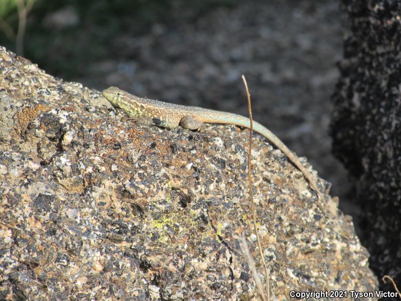 Western Side-blotched Lizard (Uta stansburiana elegans)