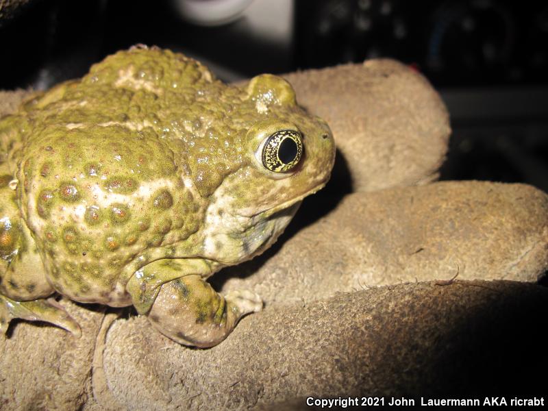 Western Spadefoot (Spea hammondii)