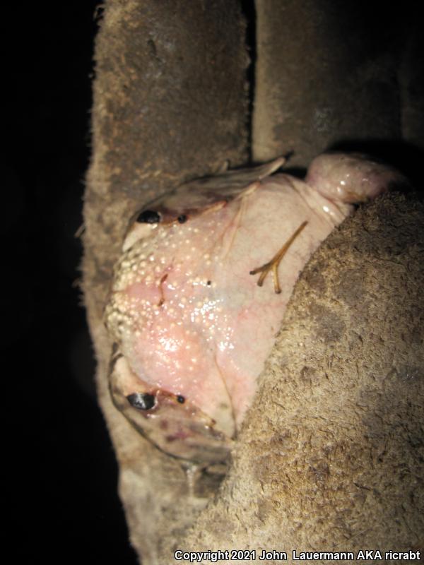 Western Spadefoot (Spea hammondii)