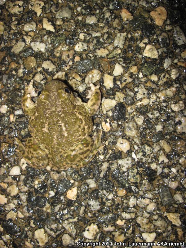 Western Spadefoot (Spea hammondii)