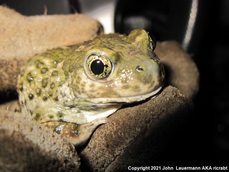 Western Spadefoot (Spea hammondii)