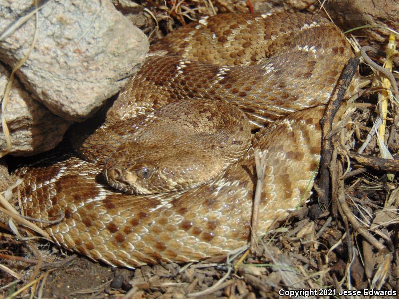 Red Diamond Rattlesnake (Crotalus ruber)