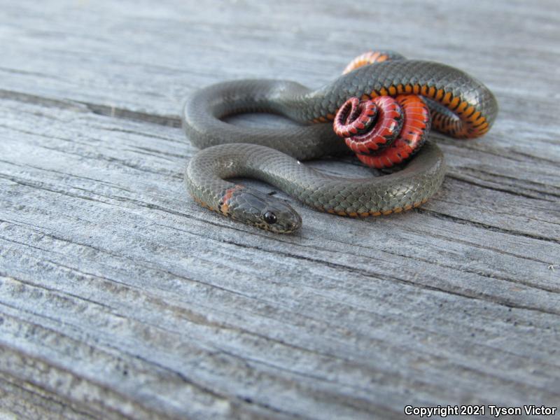 San Diego Ring-necked Snake (Diadophis punctatus similis)