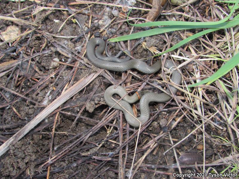 San Diego Ring-necked Snake (Diadophis punctatus similis)