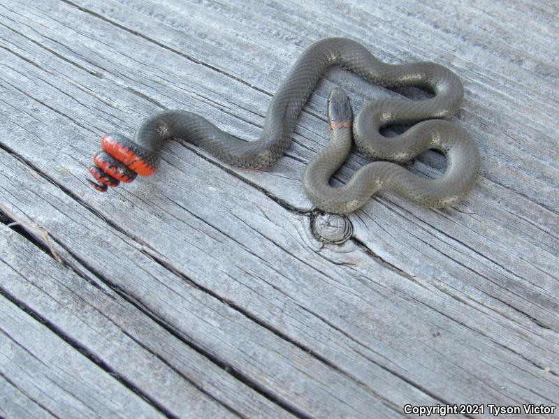 San Diego Ring-necked Snake (Diadophis punctatus similis)