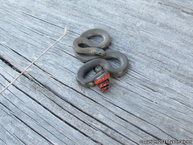 San Diego Ring-necked Snake (Diadophis punctatus similis)