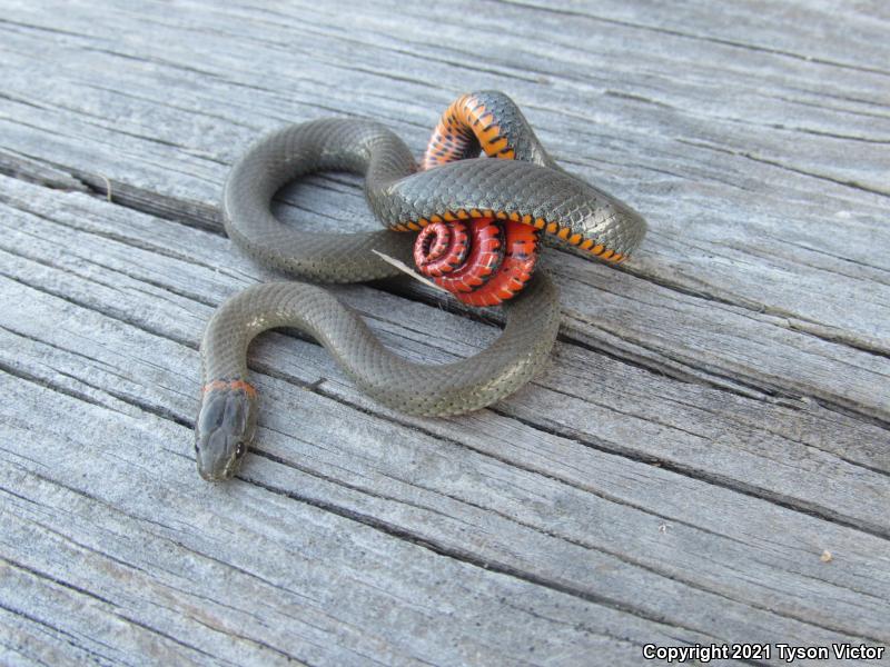 San Diego Ring-necked Snake (Diadophis punctatus similis)