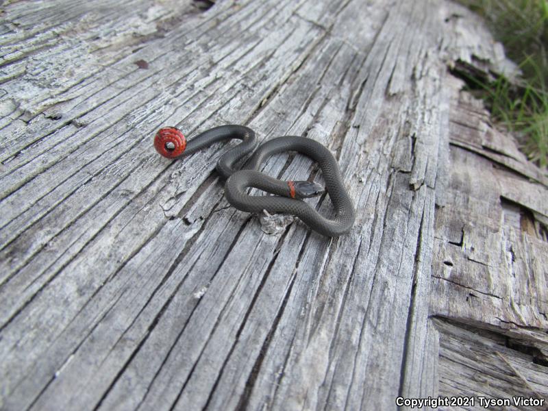 San Diego Ring-necked Snake (Diadophis punctatus similis)