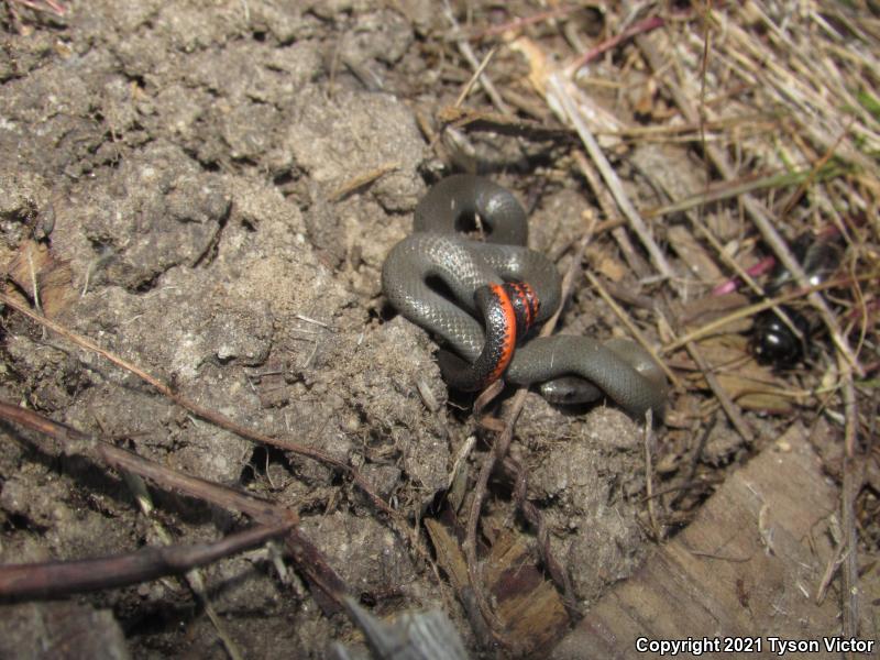 San Diego Ring-necked Snake (Diadophis punctatus similis)