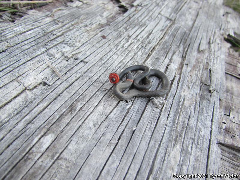 San Diego Ring-necked Snake (Diadophis punctatus similis)