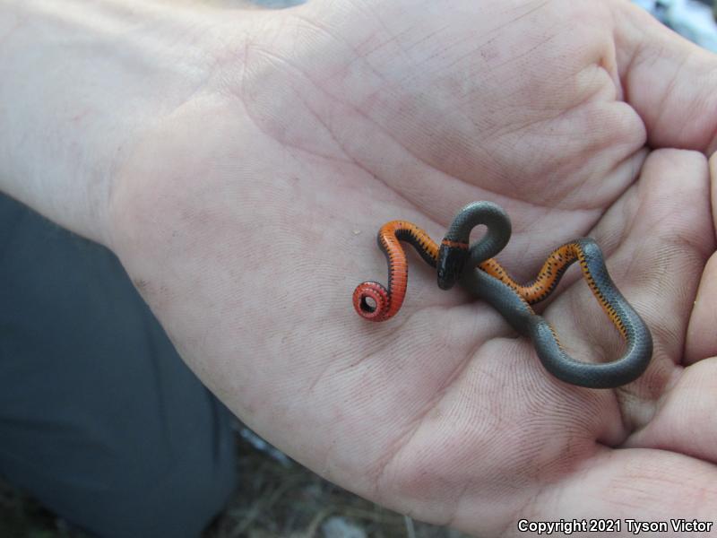 San Diego Ring-necked Snake (Diadophis punctatus similis)